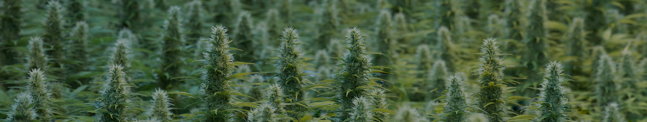 Les 5 raisons médicales les plus courantes pour consommer du Cannabis légal CBD